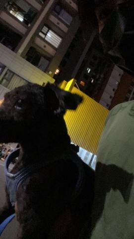 漆工作室 - 這是我的小貴賓