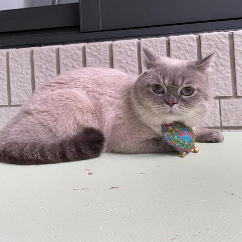 提供遛狗绳服務的專家陳芊妘