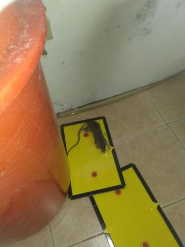 嘉澤滅鼠封堵防治工程 - 溝鼠現抓 嘉澤滅鼠封堵防治工程 - 溝鼠現抓