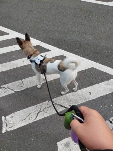 汪東諺 - 出門散步