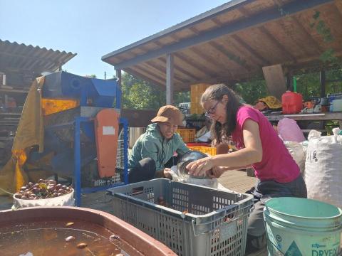 Serena Tseng - 在韓國栗子農場辛勤工作