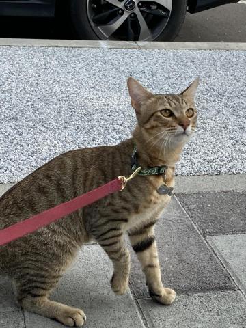 何書旻 - 遛貓咪