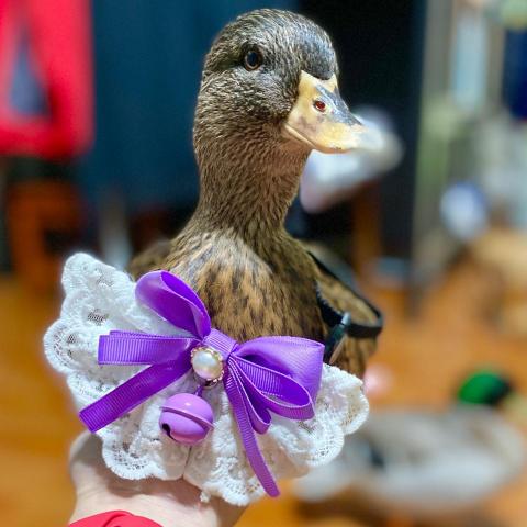 提供寄養狗服務的專家林小姐