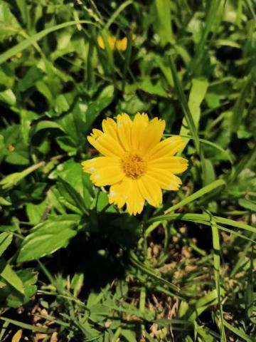 提供powerpoint服務的專家Freesia