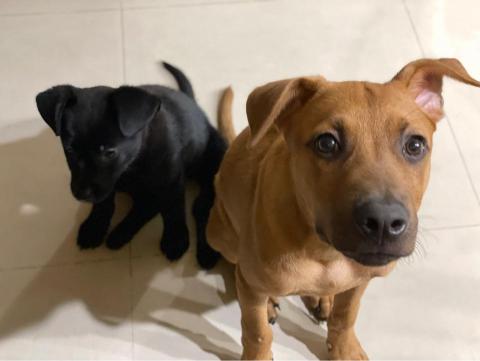 曾柏銓Benson - 我家養的狗狗！