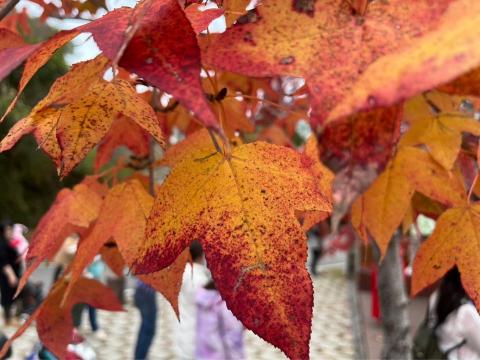 翁世育 - 看楓葉