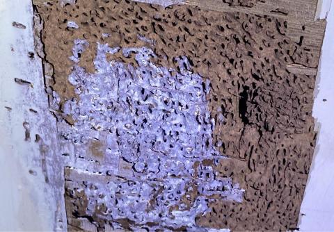 揚銘環保事業有限公司 - 白蟻巢