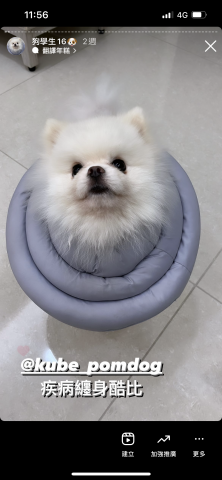 狗狗訓練師Lia思原 - 