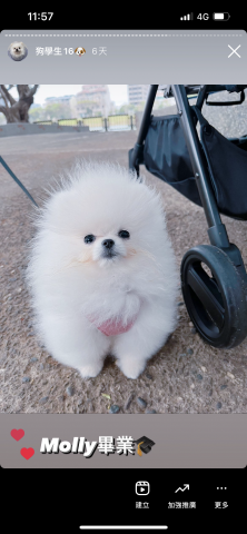 狗狗訓練師Lia思原 - 