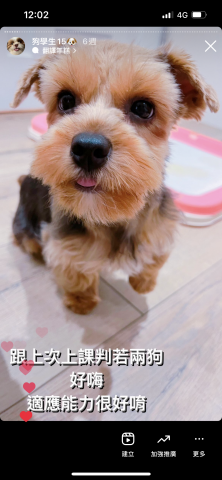 狗狗訓練師Lia思原 - 