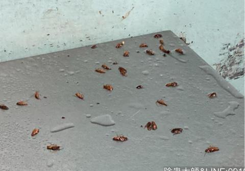 揚銘環保事業有限公司 - 德國蟑螂防治