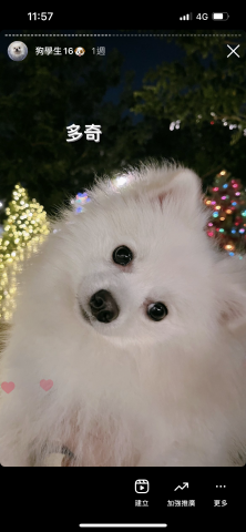 狗狗訓練師Lia思原 - 