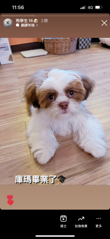 狗狗訓練師Lia思原 - 