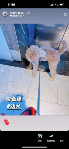 狗狗訓練師Lia思原 - 