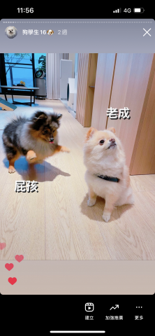 狗狗訓練師Lia思原 - 