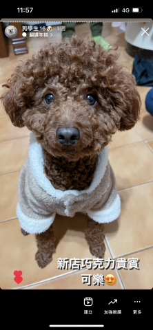 狗狗訓練師Lia思原 - 