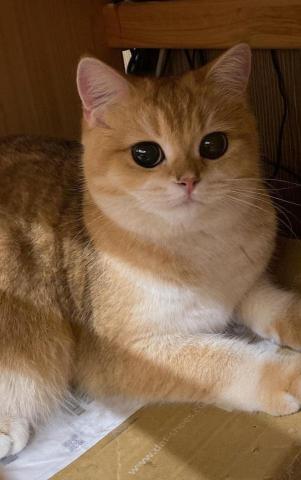 個人工作室 - 愛貓人事