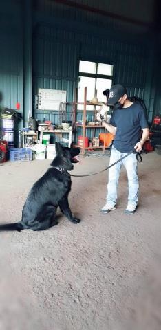 藏 訓犬-犬類訓練 矯正 -  藏 訓犬-犬類訓練 矯正 -