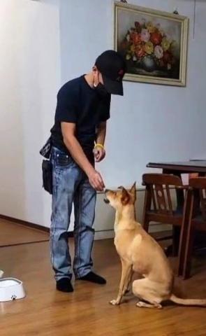 藏 訓犬-犬類訓練 矯正 -  藏 訓犬-犬類訓練 矯正 -