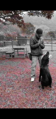 藏 訓犬-犬類訓練 矯正 -  藏 訓犬-犬類訓練 矯正 -