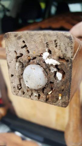 新安消毒除蟲防治大師 - 白蟻防治