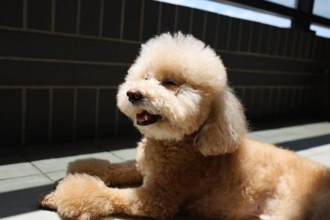 I.M. - 家中可愛老小孩（紅貴賓）