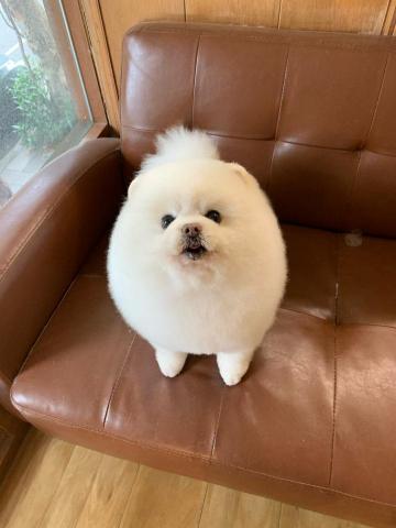 JaJa i Dog Studio 佳佳愛狗寵沐工坊 -  JaJa i Dog Studio 佳佳愛狗寵沐工坊 -