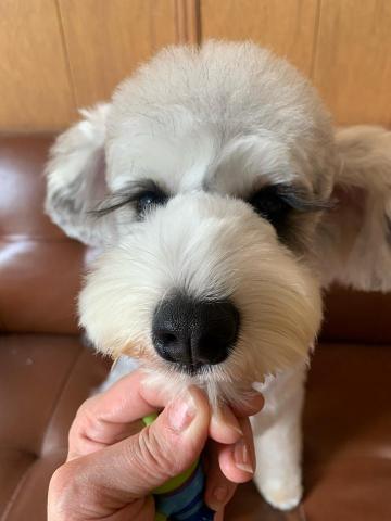 JaJa i Dog Studio 佳佳愛狗寵沐工坊 -  JaJa i Dog Studio 佳佳愛狗寵沐工坊 -