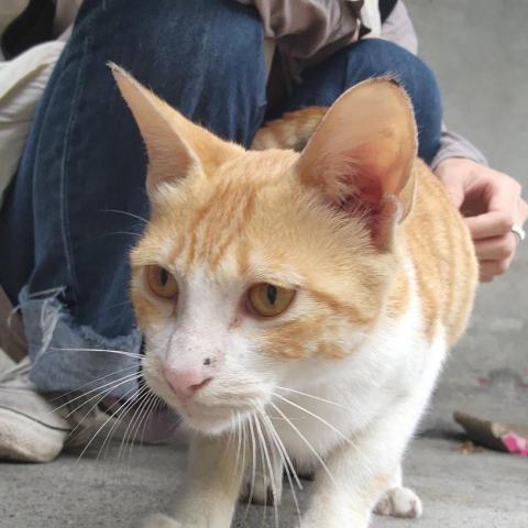 提供遛狗繫狗鍊服務的專家Dozao