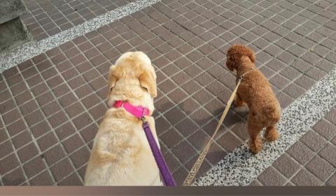 陳維妮 - 公園遛