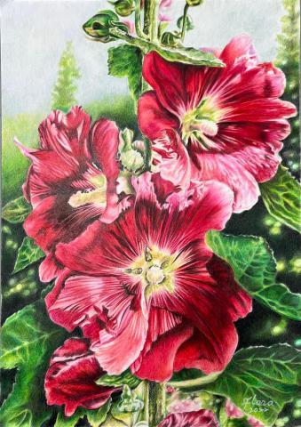 FLORA - 蜀葵(擬模水彩畫家作品）
