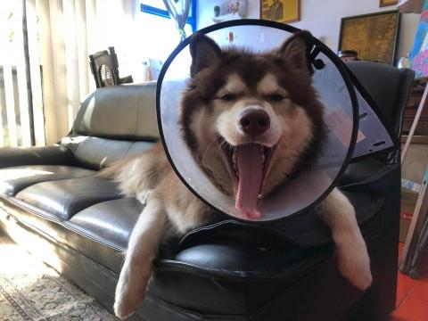 謝富美 - 來寄宿四天的「無敵」萌樣!