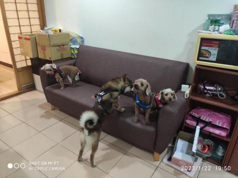 Ruby的快樂毛寶貝窩 - 住宿