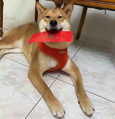 提供籃球網服務的專家籃羽彤