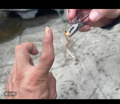 24H專業生物防治(病媒防治) -  24H專業生物防治(病媒防治) -