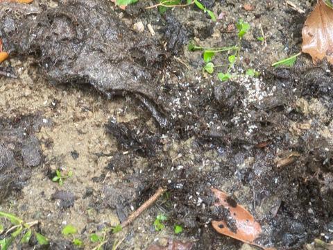 24H專業生物防治(病媒防治) - 黑蟻卵 24H專業生物防治(病媒防治) - 黑蟻卵