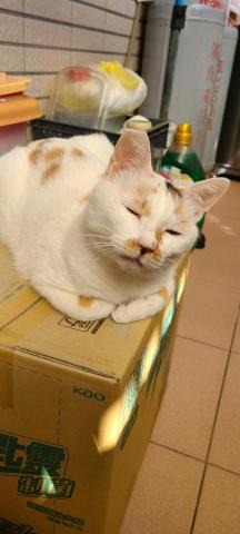 徐晏緹 - 家有一寶。 徐晏緹 - 家有一寶。