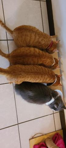 徐晏緹 - 一家四口。 徐晏緹 - 一家四口。