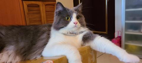 徐晏緹 - 過年期間侍奉的貓咪。 徐晏緹 - 過年期間侍奉的貓咪。