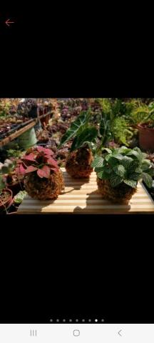 健身農夫種田趣 - 水苔球