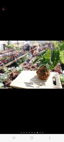 健身農夫種田趣 - 水苔球