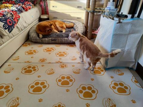 Elaine - 歡迎汪喵一起同住