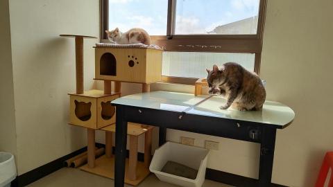 Elaine - 貓狗可以一起共住的小房間，採光好