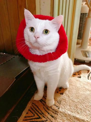 董先生 - 放一隻我養的貓阿白鎮樓