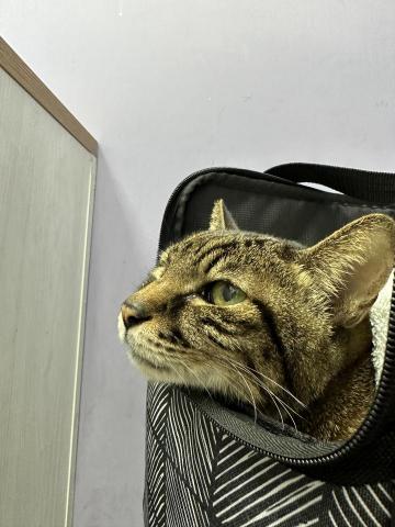 楊臣邑 - 協助就醫