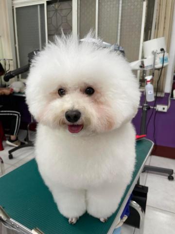 小毛怪寵物美容x到府遛狗 - 小美容（剛吹完的狗狗好像棉花糖～