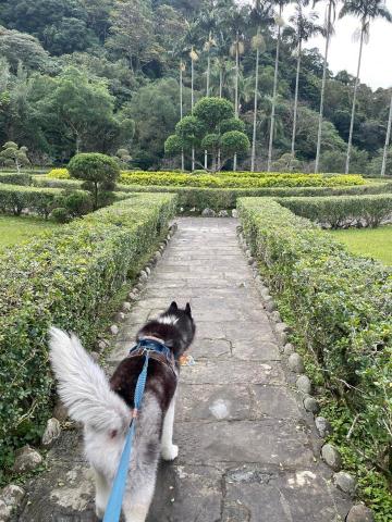 小毛怪寵物美容x到府遛狗 - 到府遛狗服務（大型犬、暴衝犬都沒問題）