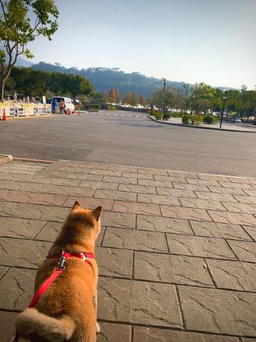 點亮您的家的柴柴師傅 - 