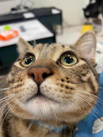 小毛怪寵物美容x到府遛狗 - 到府陪貓玩（如果他要跟我玩的話