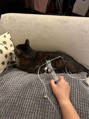 楊臣邑 - 皮下注射